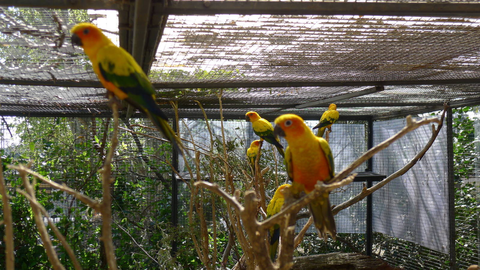 Sun Conures