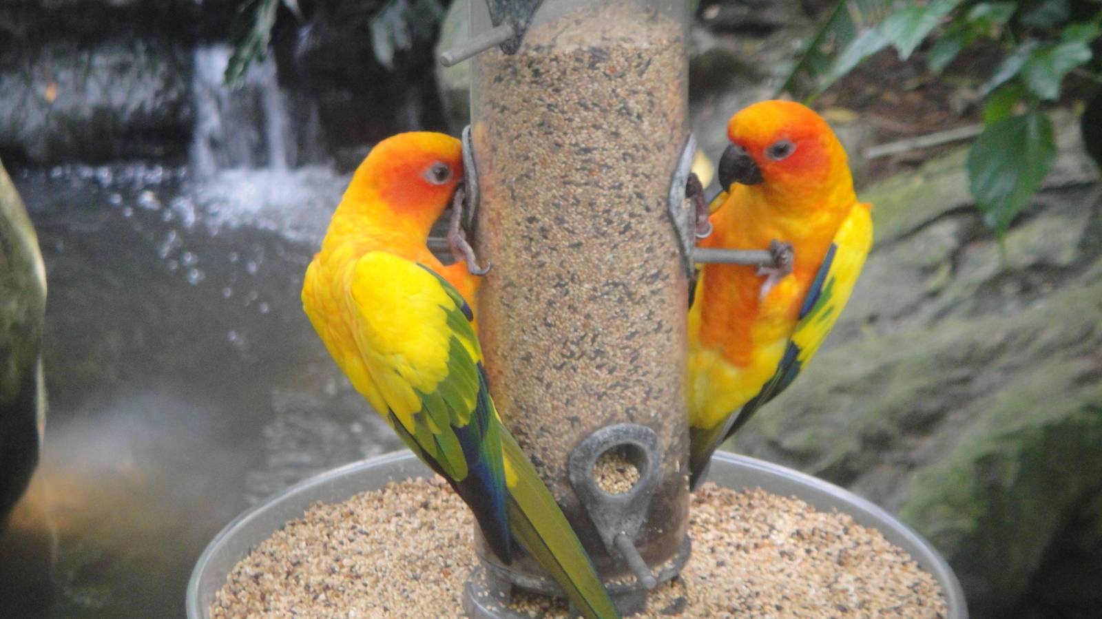 Sun Conures