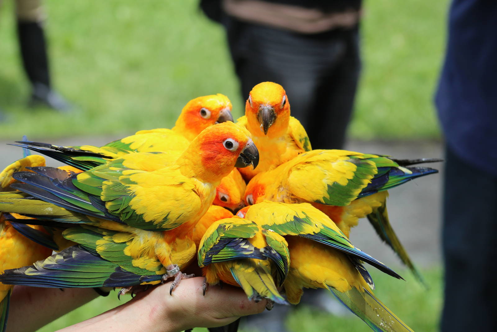 Sun Conures