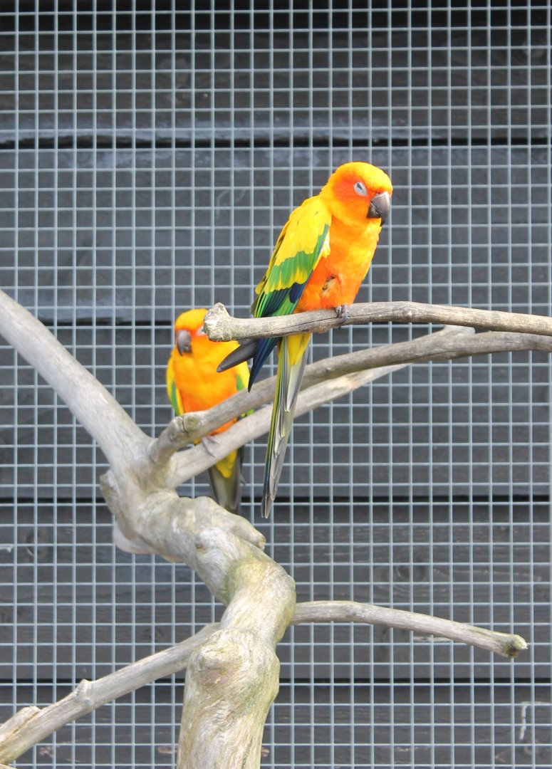Sun conures
