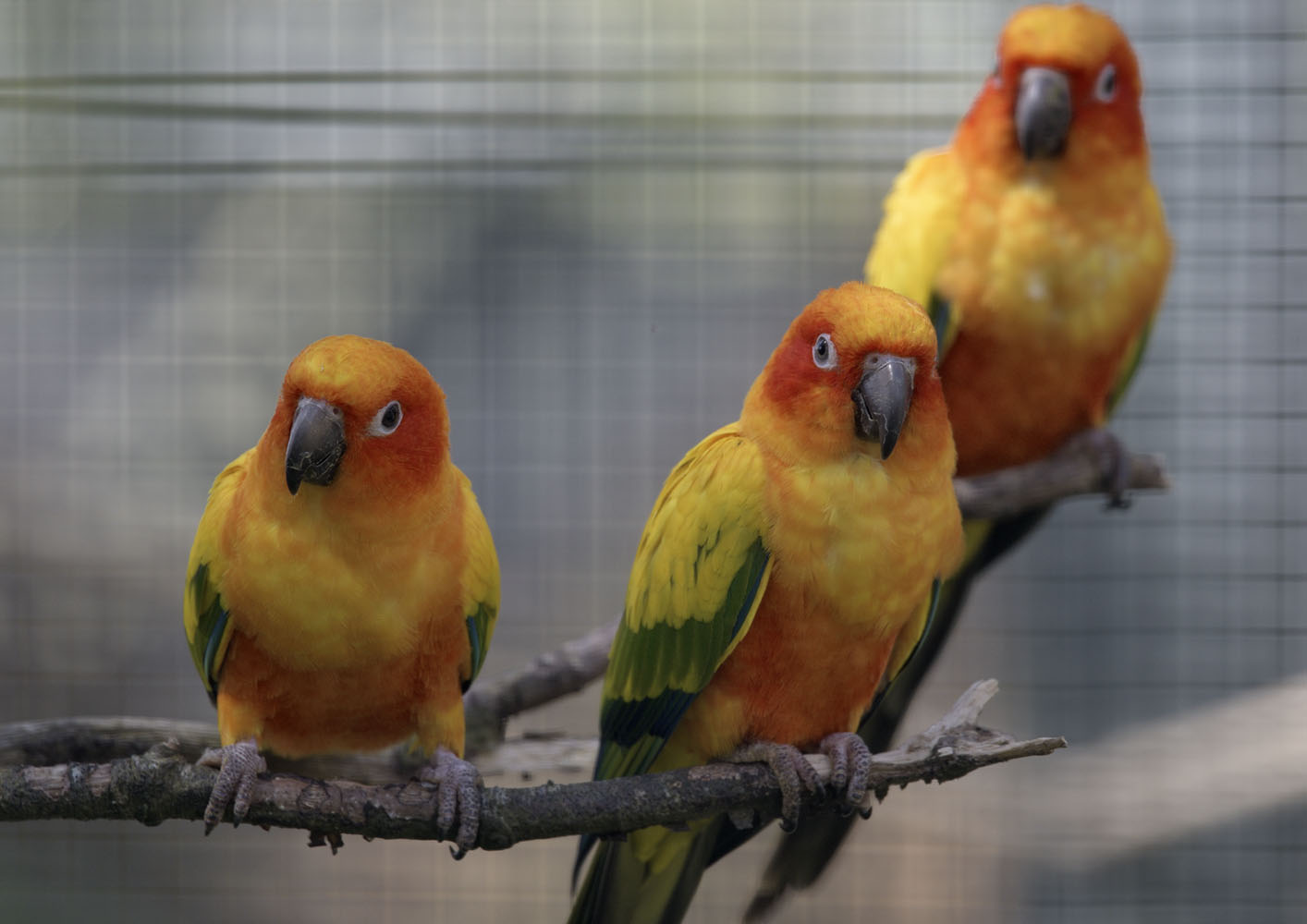 Sun conures