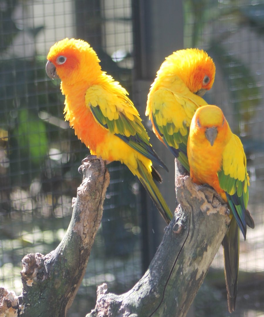 Sun conures