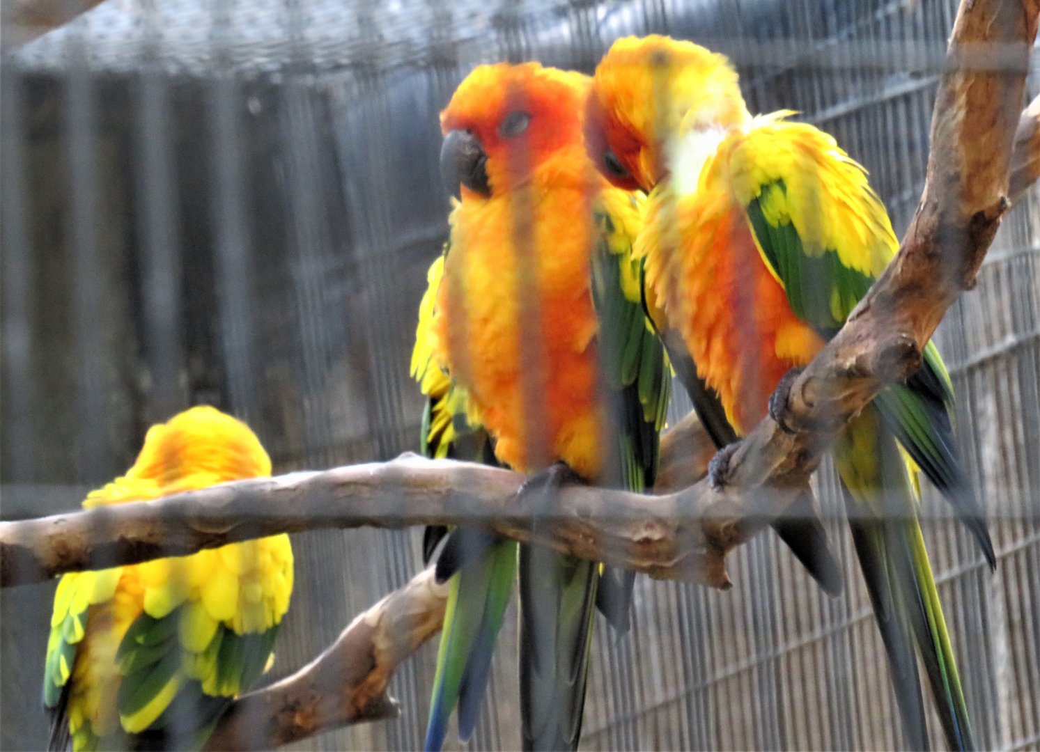 Sun conures