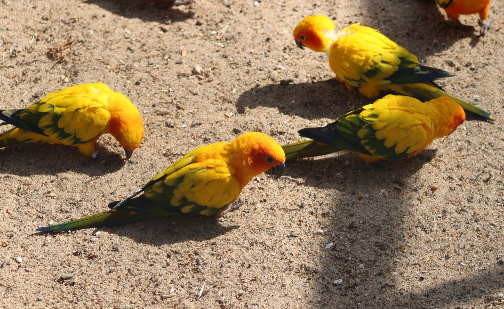 Sun conures