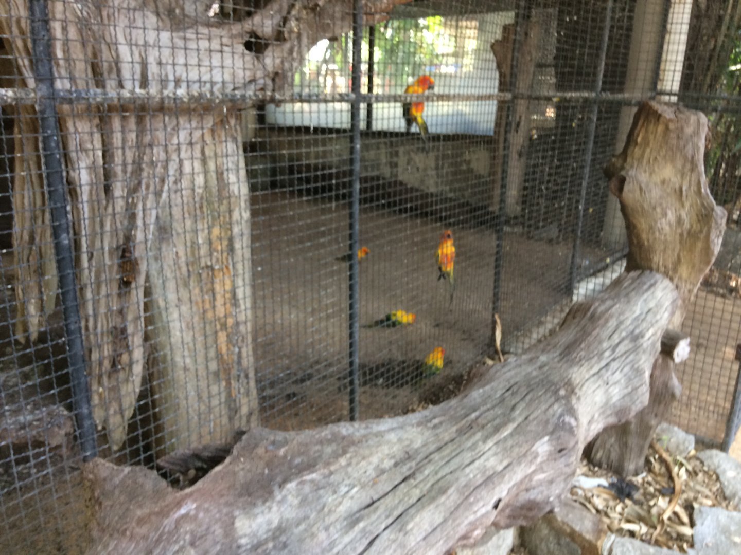 Sun Conures