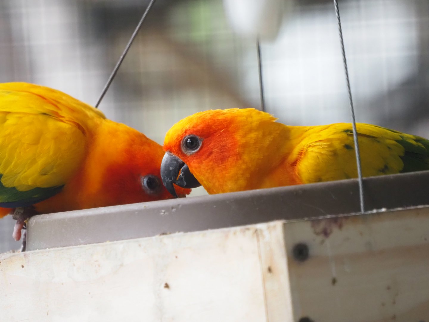 Sun Conures