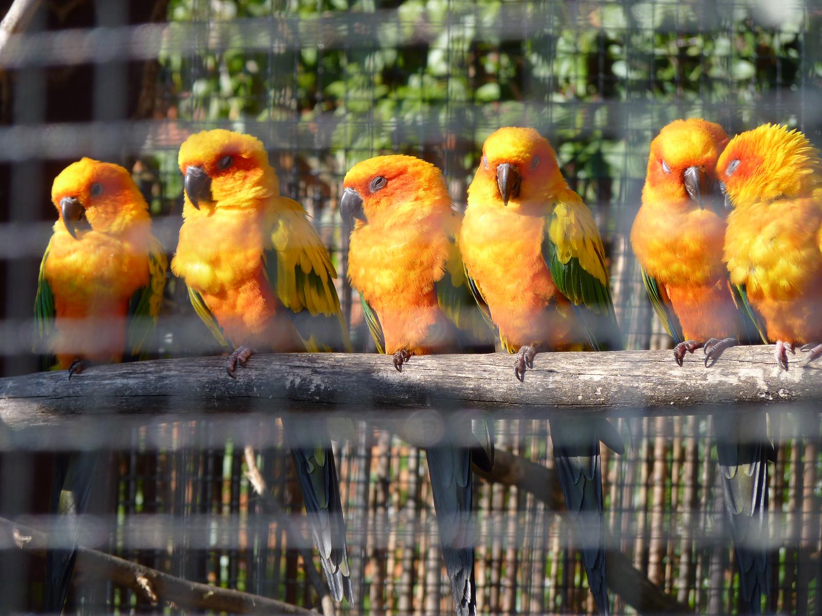 Sun Conures