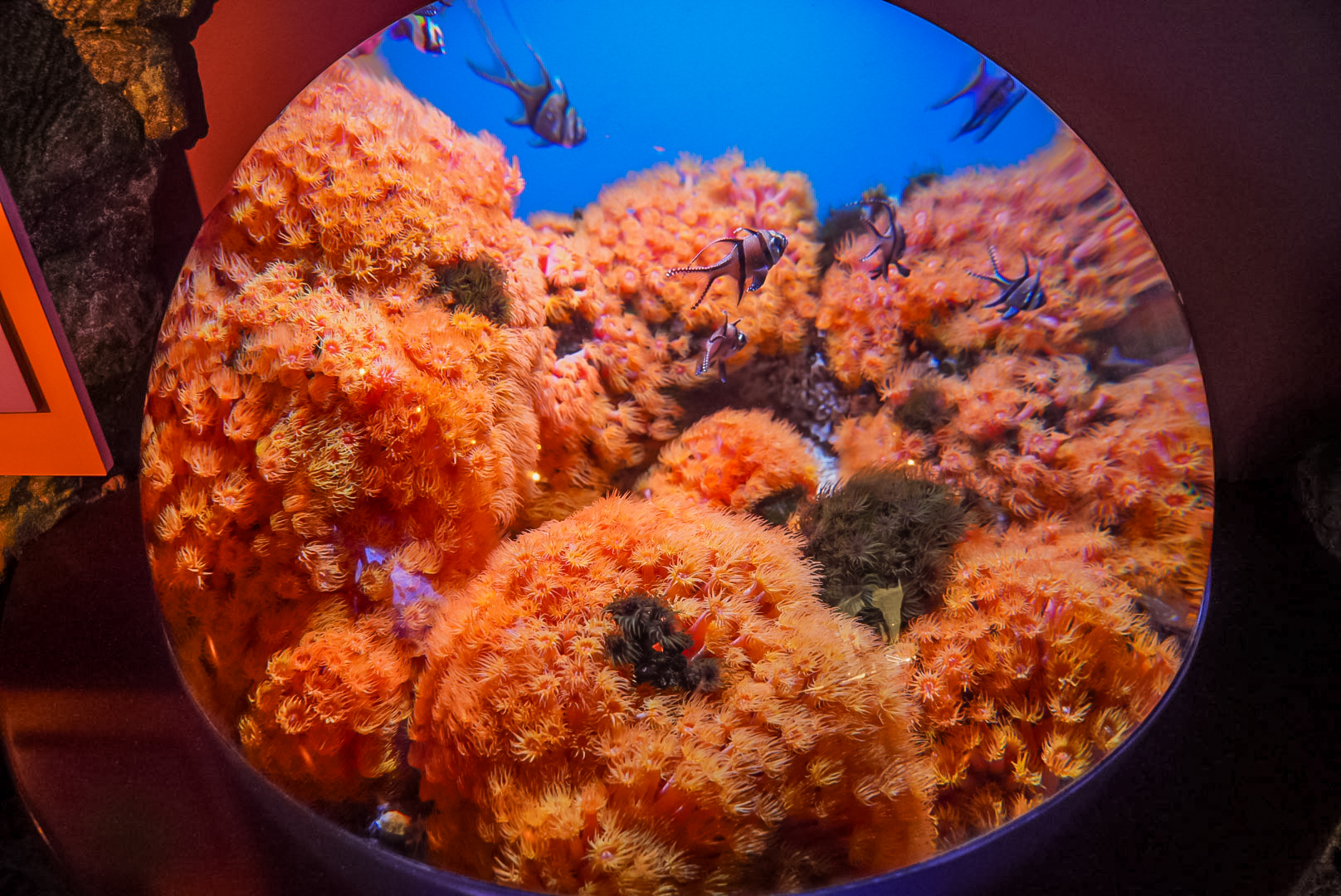 Sun Coral Bubble Tank (final look)