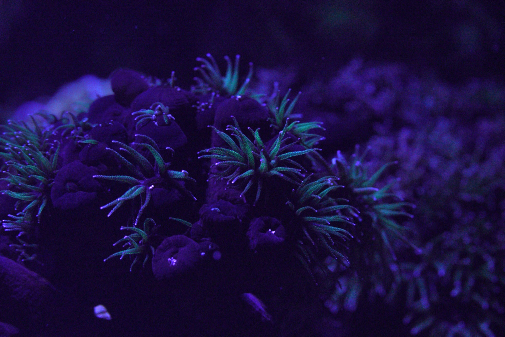 Sun Coral (Florencescent Black with Green)