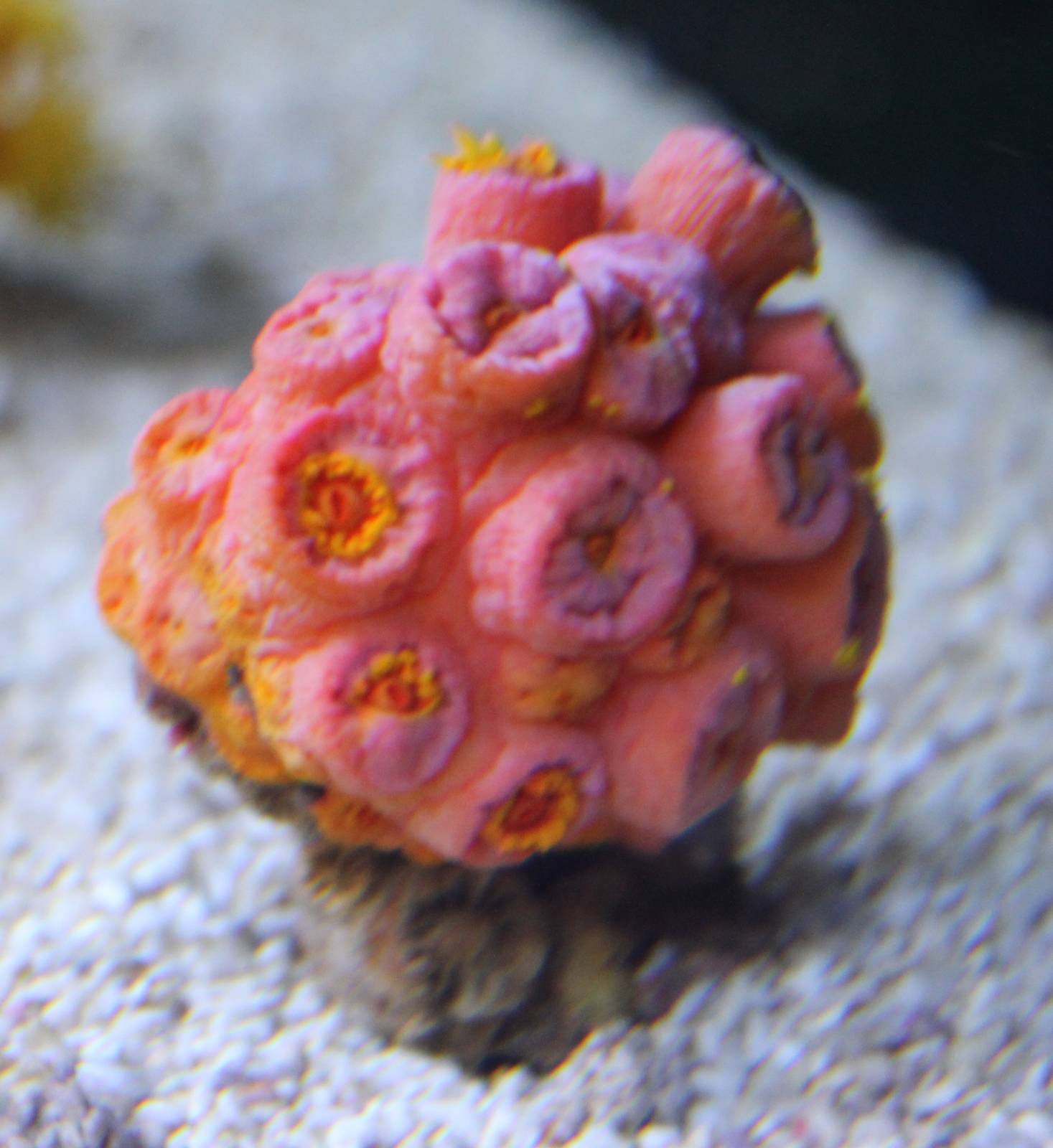 Sun coral