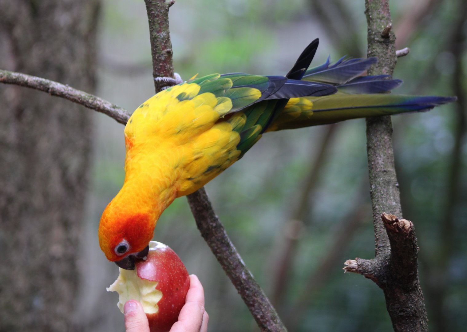Sun cpnure eating an apple
