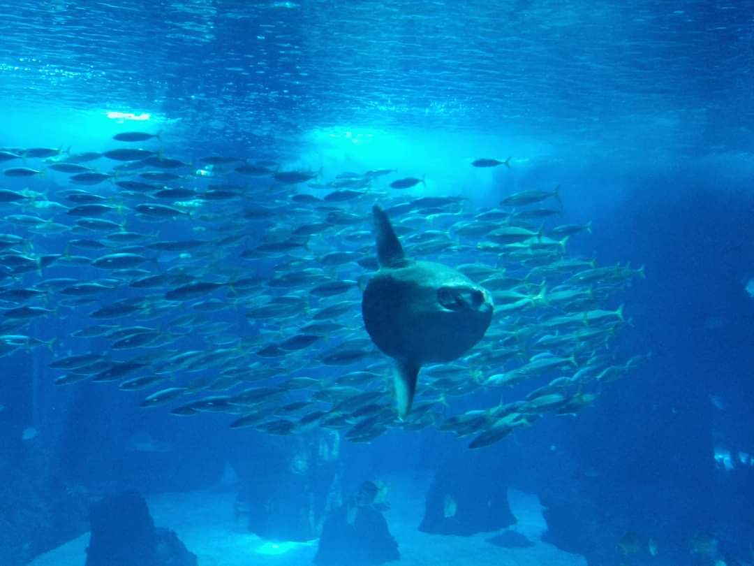 Sun Fish in the Main Tank