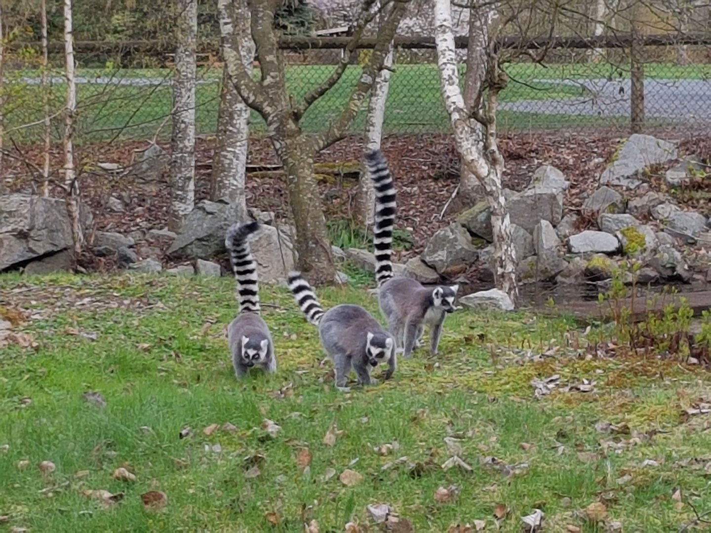 Sun, Nova, & Luna (Ring-Tailed Lemurs)