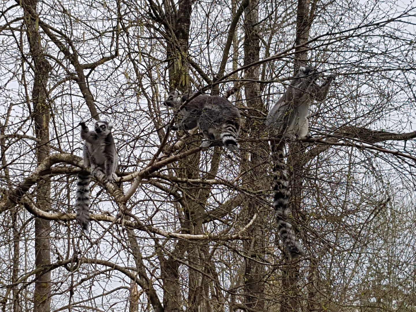 Sun, Nova, & Luna (Ring-Tailed Lemurs)