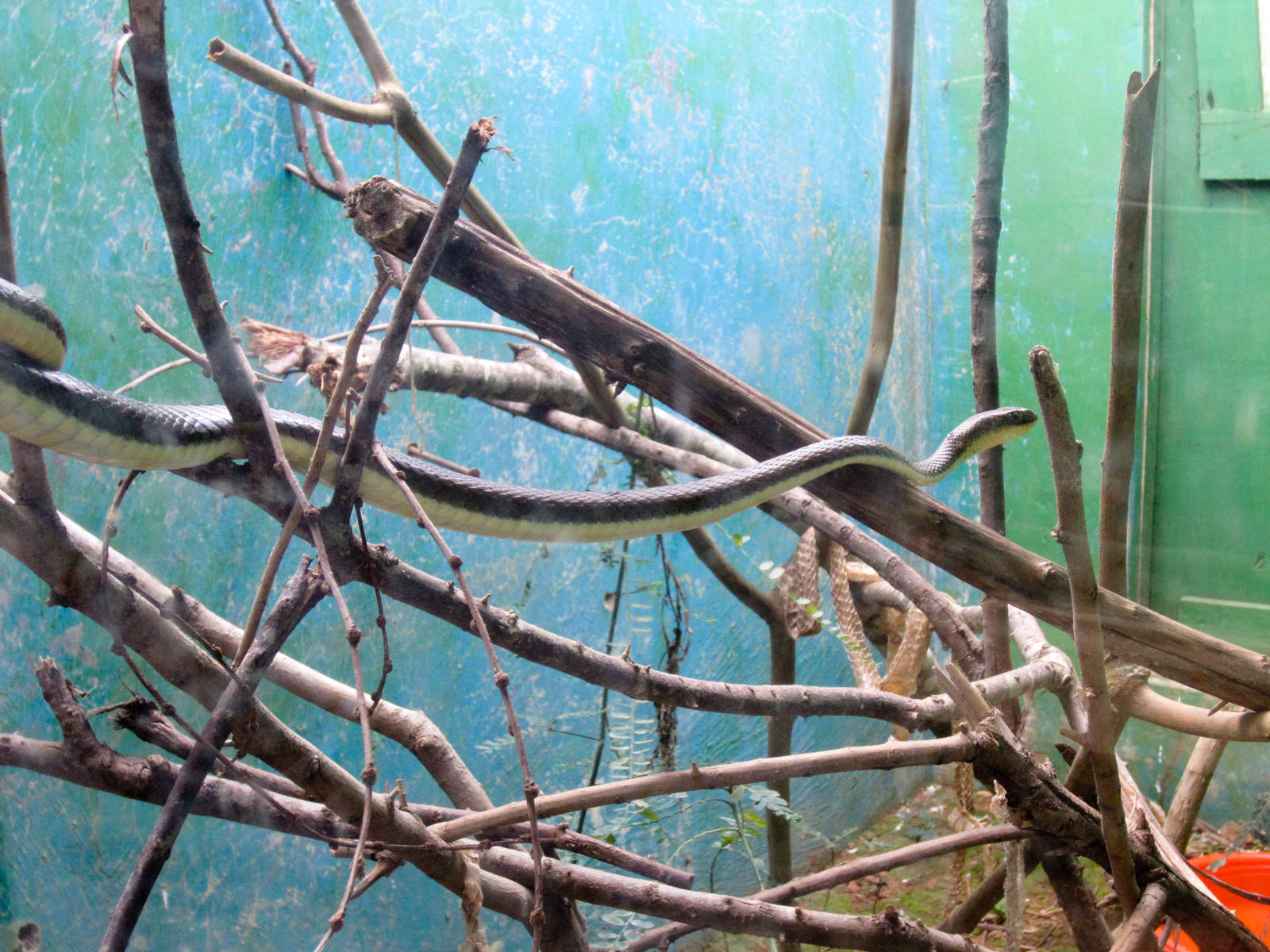 Sun Olive Tree Snake enclosure