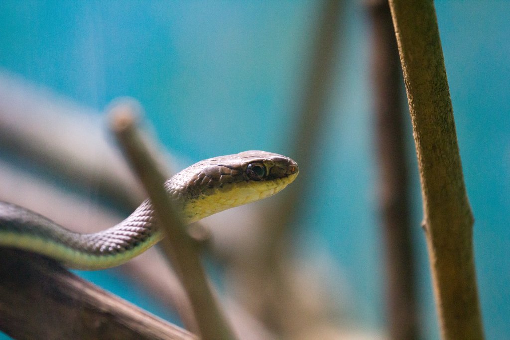 Sun Olive Tree Snake