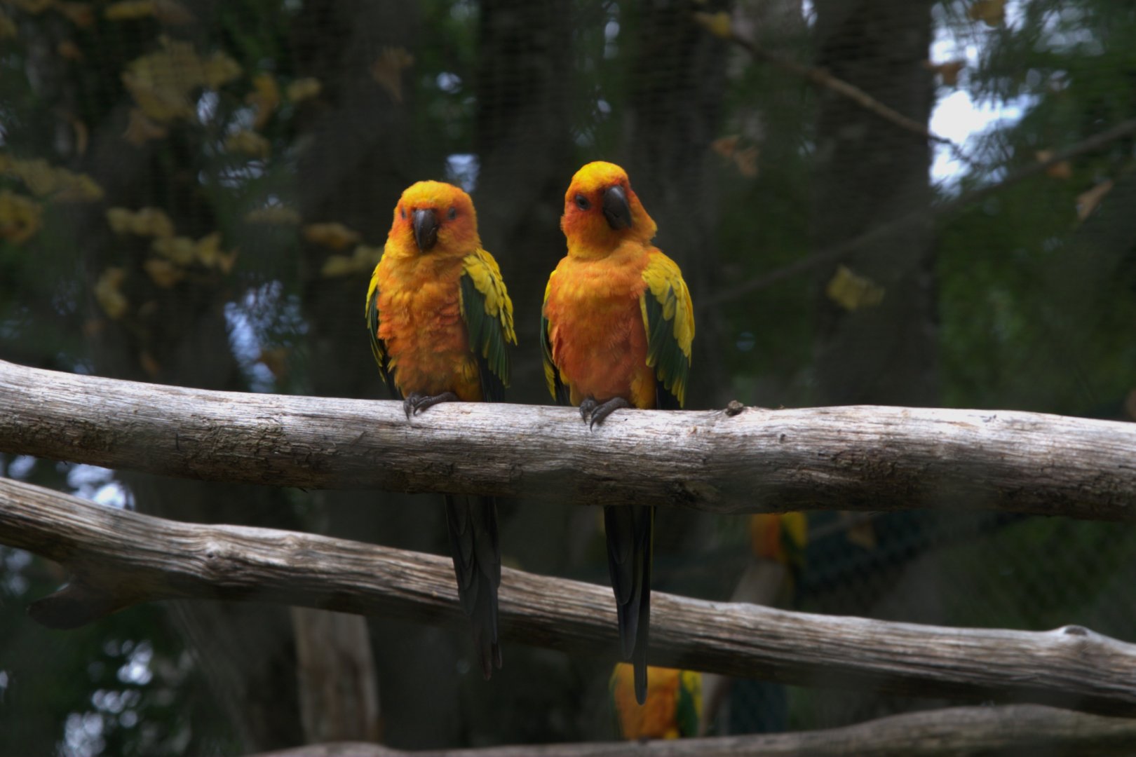 Sun Parakeet (Aratinga solstitialis), 25-08-25