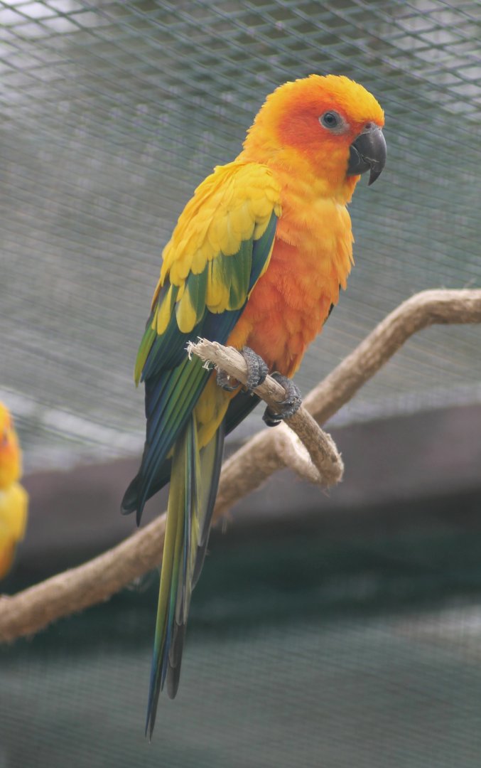 Sun parakeet (Aratinga solstitialis)