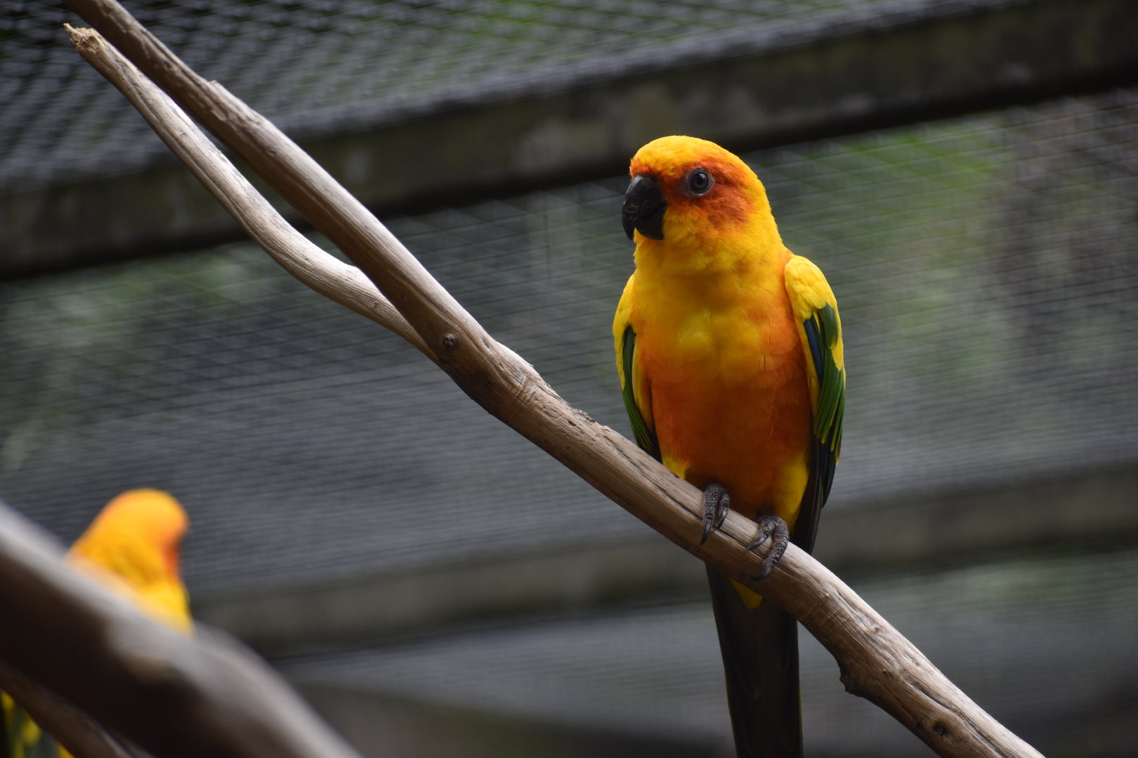 Sun Parakeet - Aratinga solstitialis