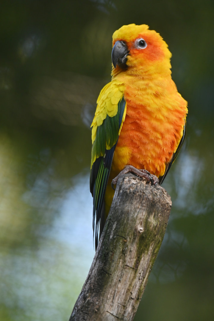 Sun Parakeet Aratinga solstitialis