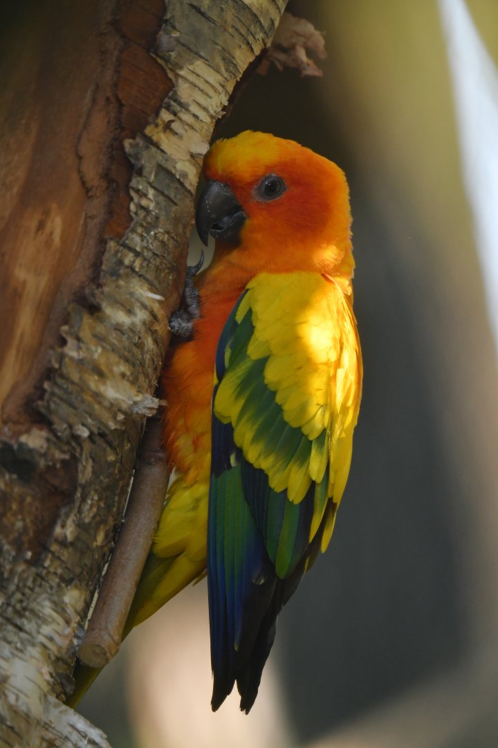 Sun Parakeet Aratinga solstitialis
