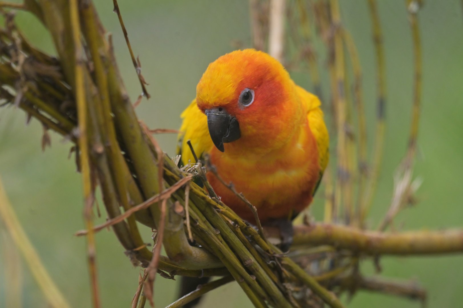 Sun Parakeet Aratinga solstitialis
