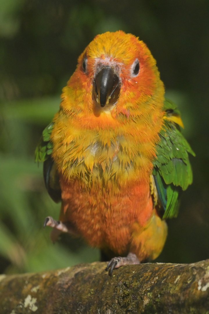 Sun Parakeet Aratinga solstitialis