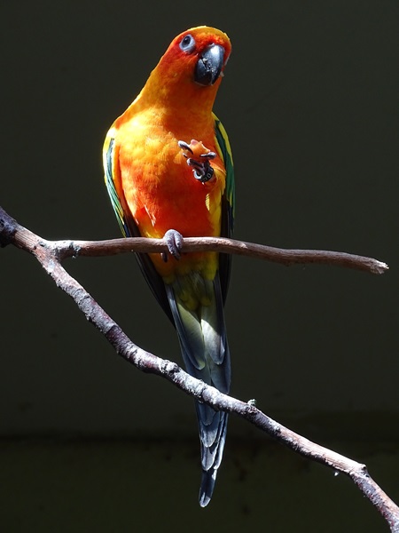 Sun parakeet (Aratinga solstitialis)