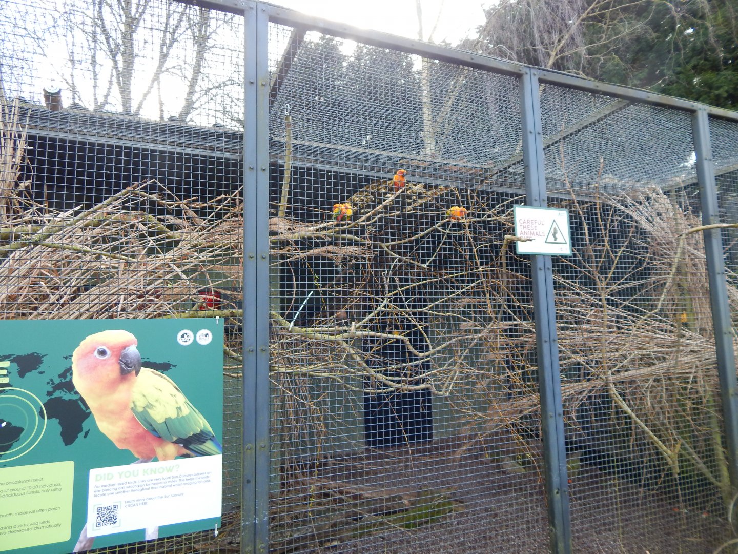 Sun parakeet aviary 040324