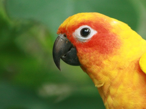 Sun Parakeet