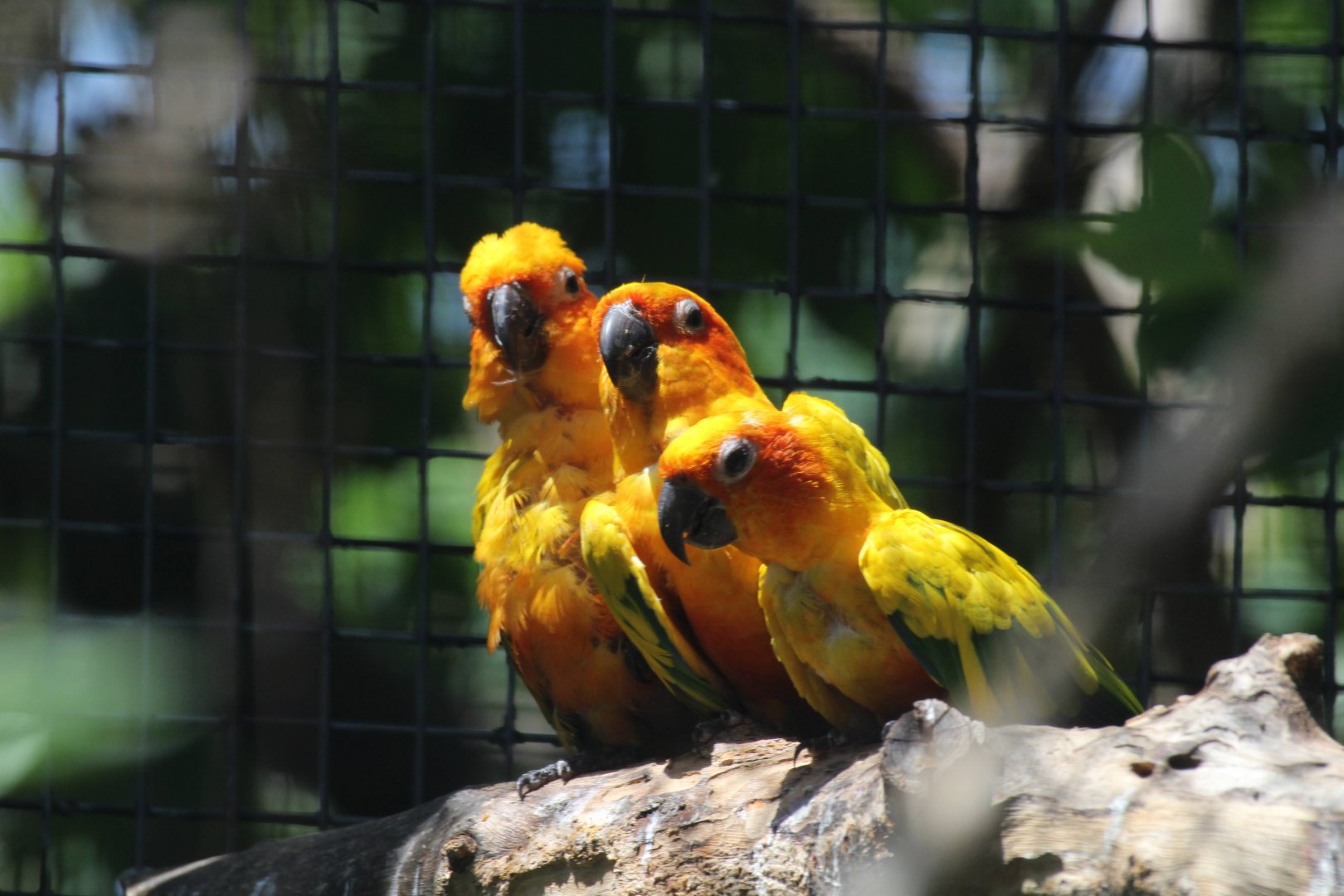 Sun Parakeet