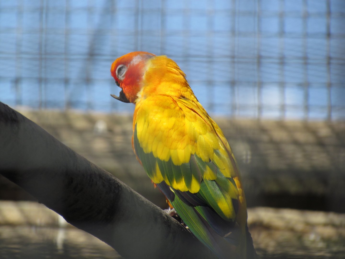 Sun Parakeet