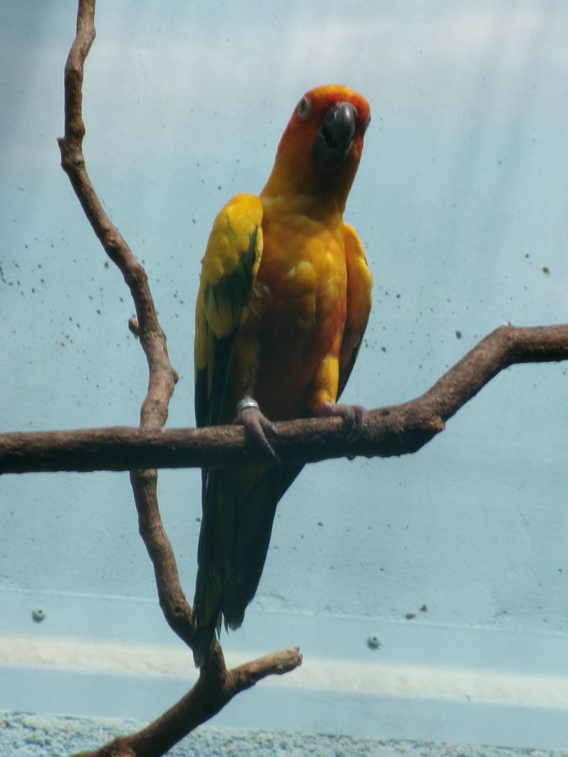 Sun parakeet