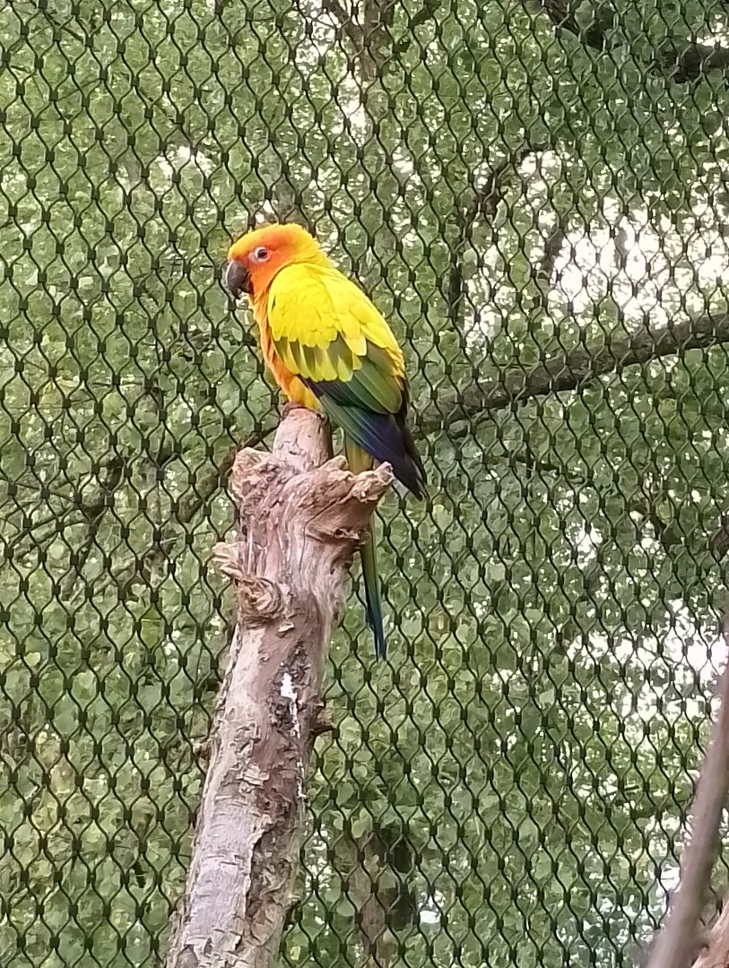 Sun parakeet
