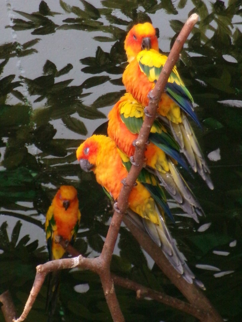 Sun parakeets