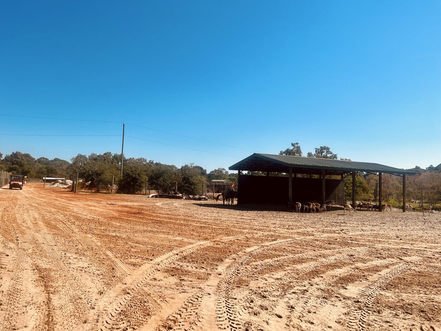 Sun shelter and feeding rack for hoofstock