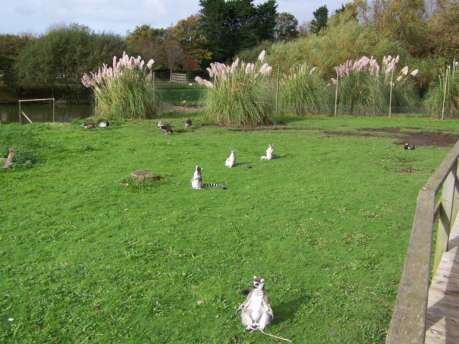 Sun shines on Lemur Wood
