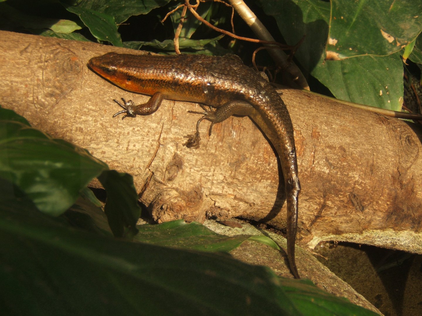 Sun Skink 17/02/2018