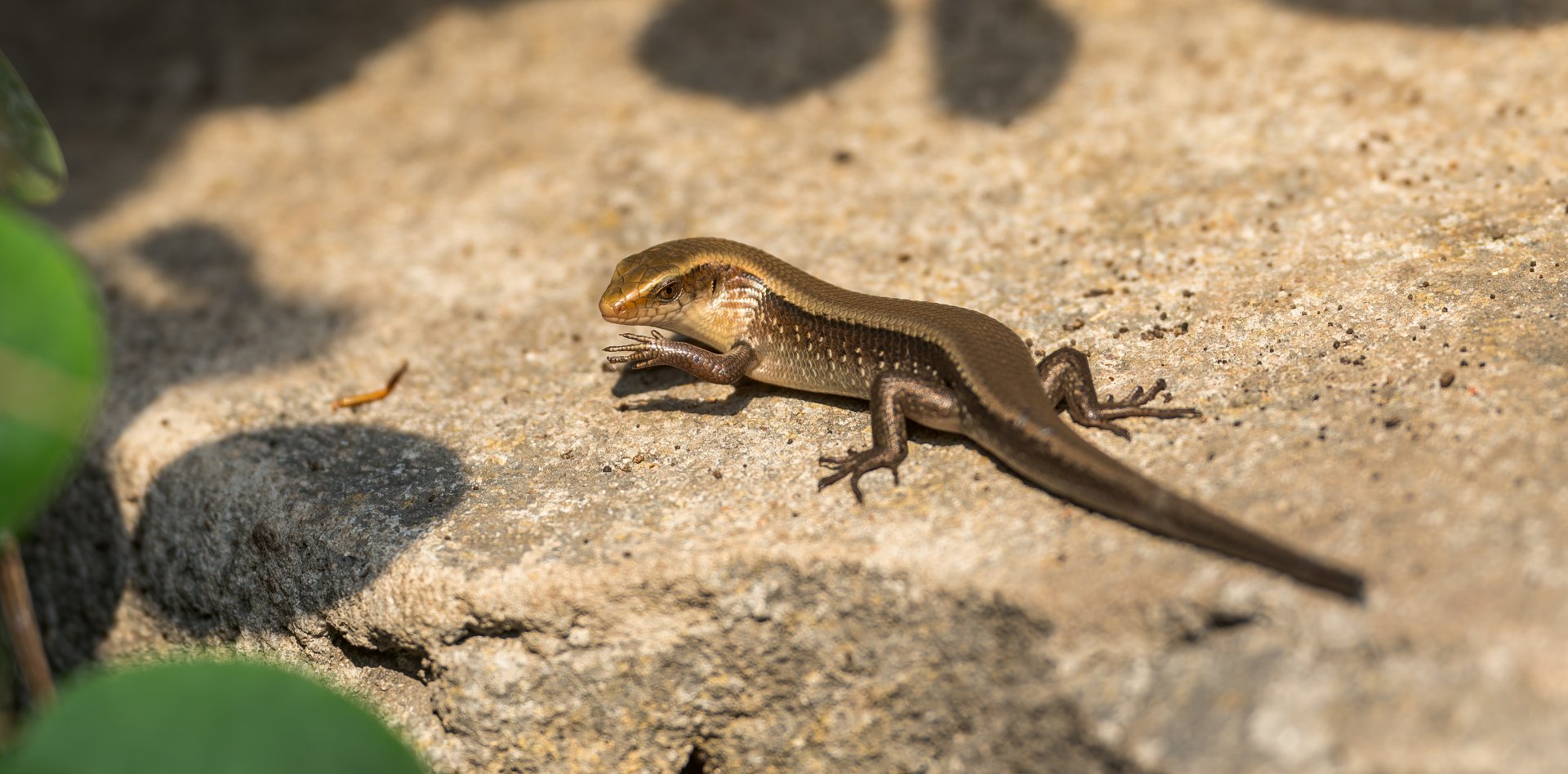 Sun Skink, Chester, UK