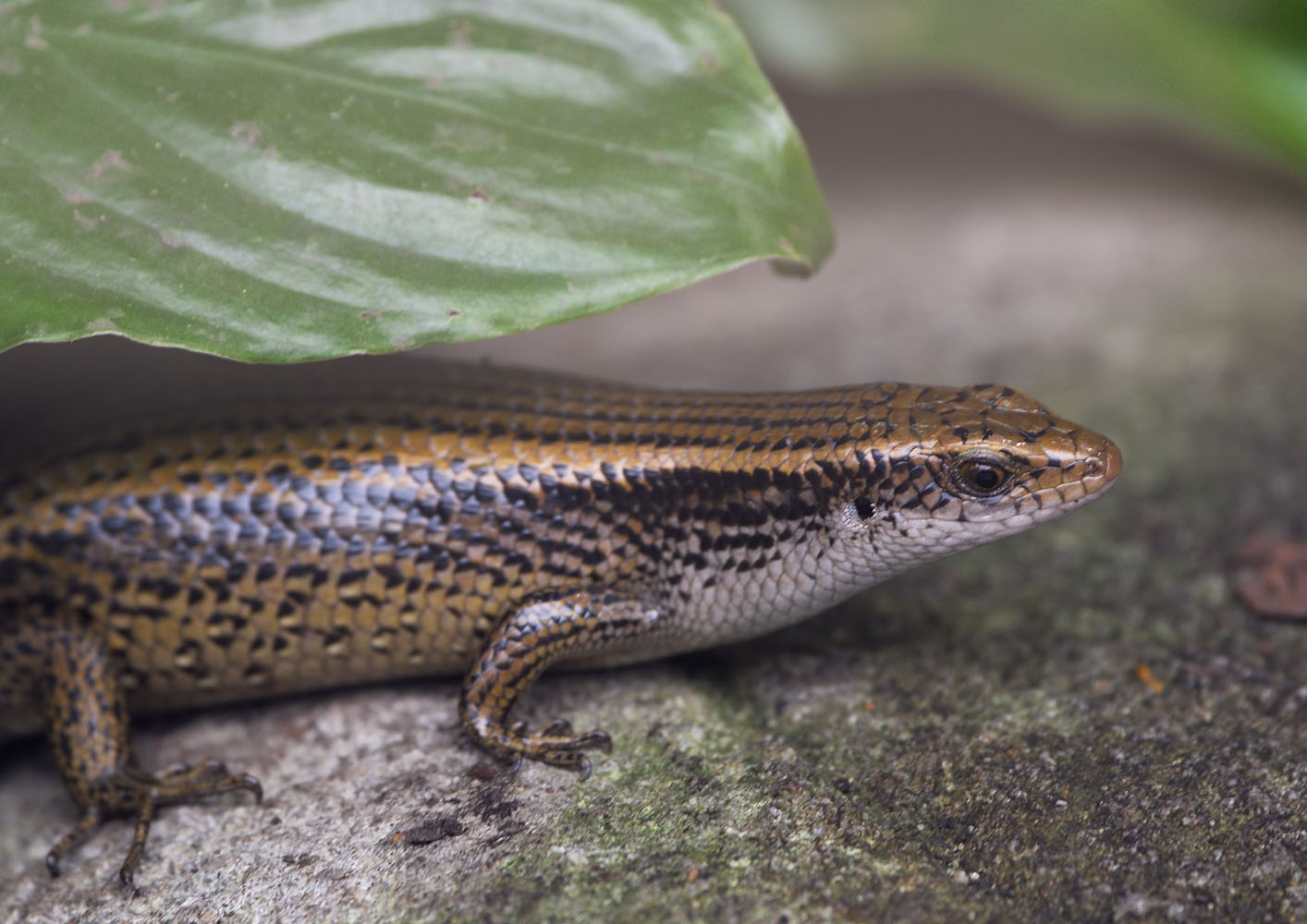 Sun skink (I think)