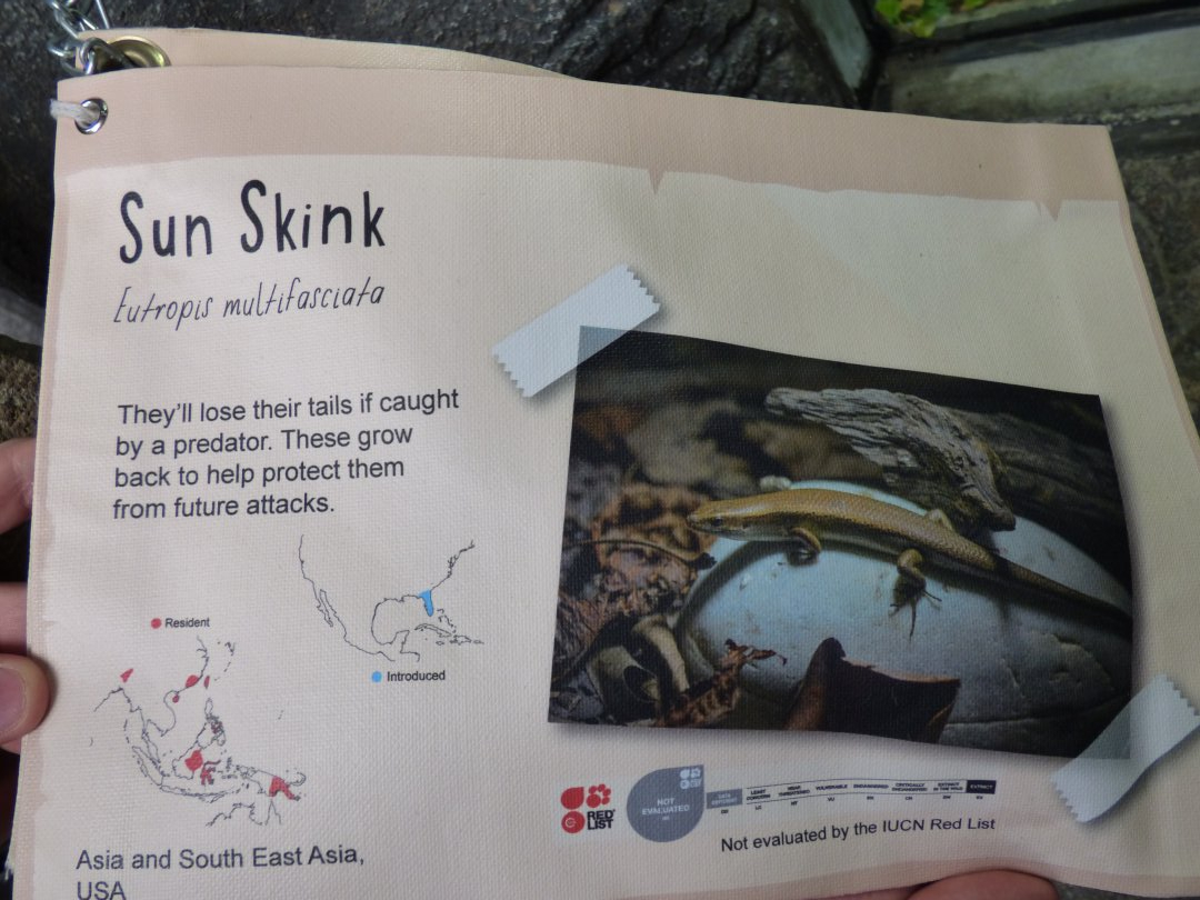 Sun Skink Signage