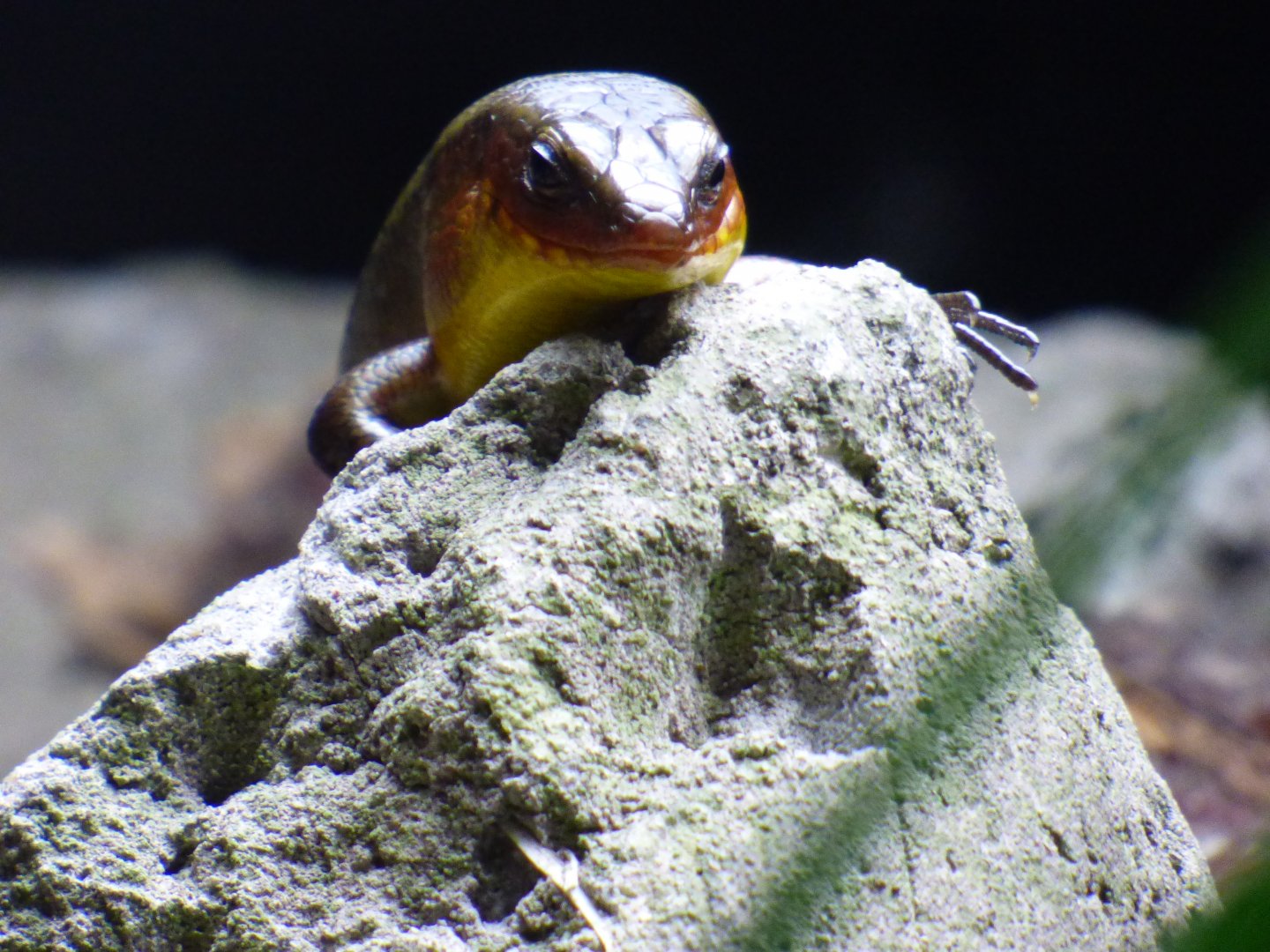 Sun Skink