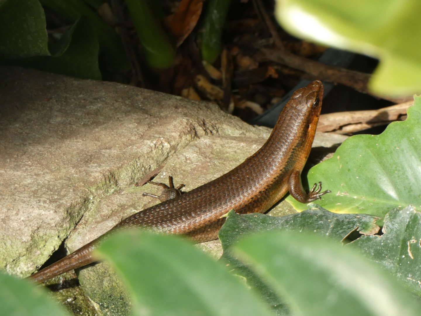 Sun Skink