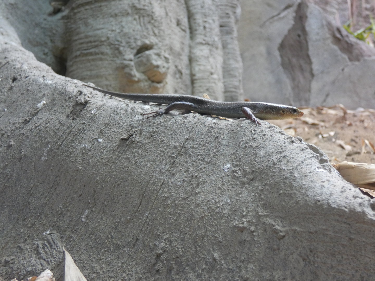 Sun skink