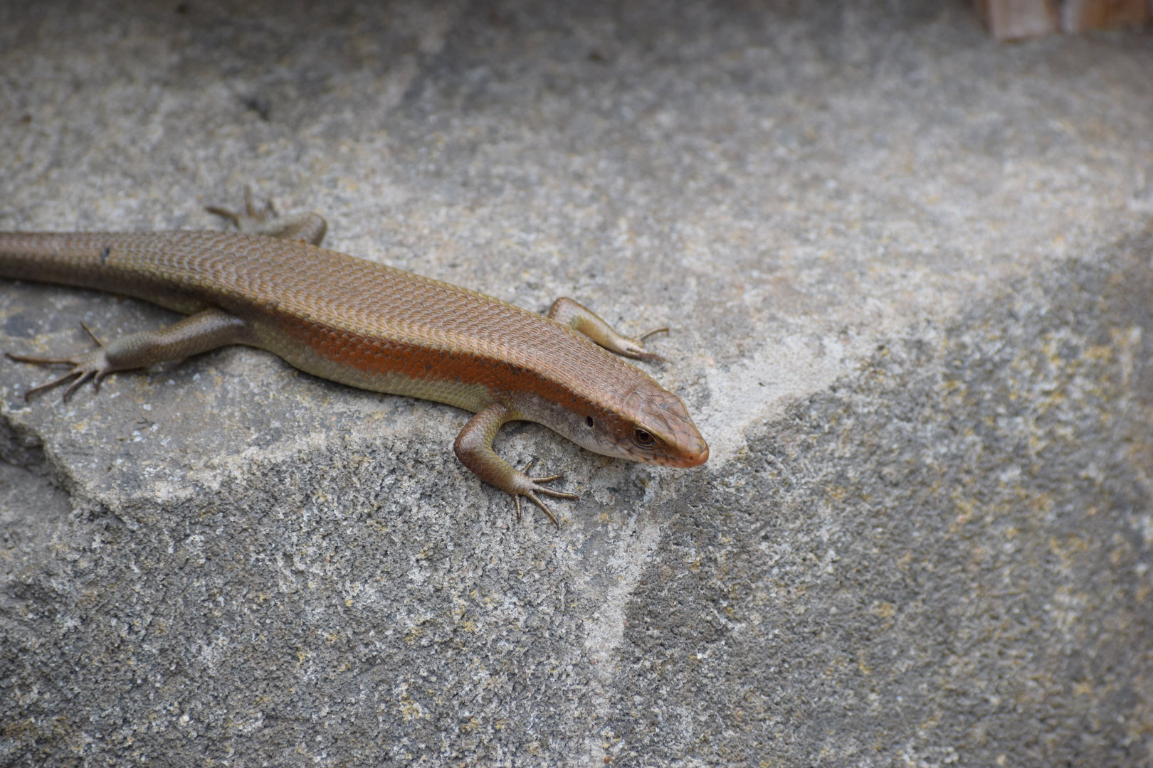 Sun Skink