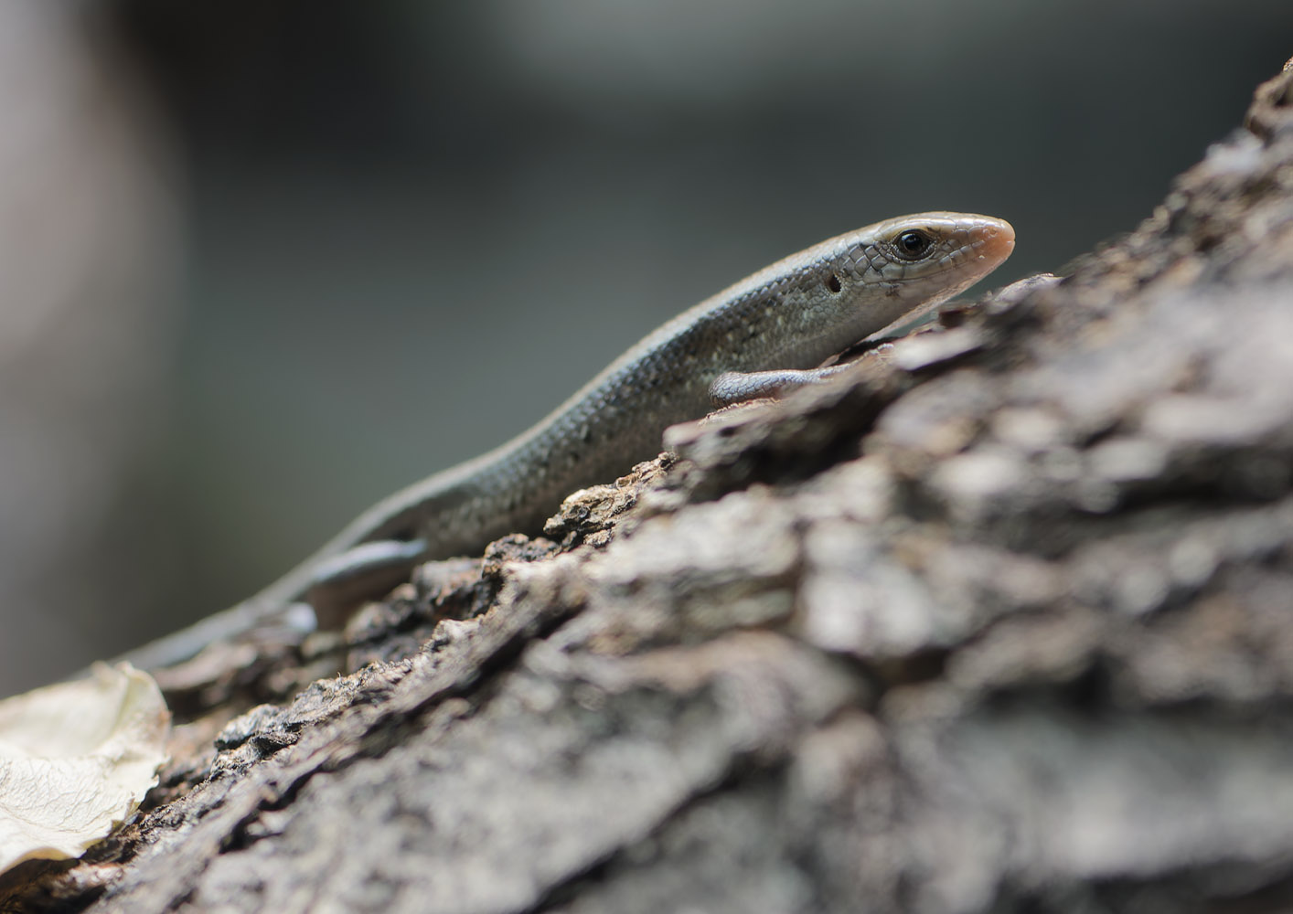 Sun skink