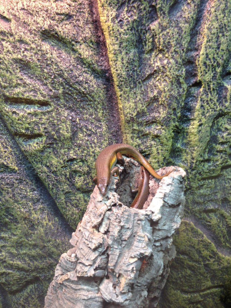 Sun Skinks - (Eutropis Multifasciata)