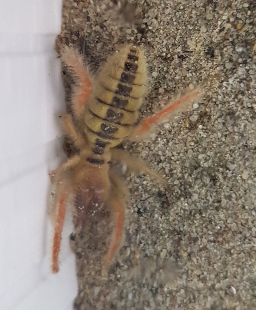Sun spider - Galeodes species