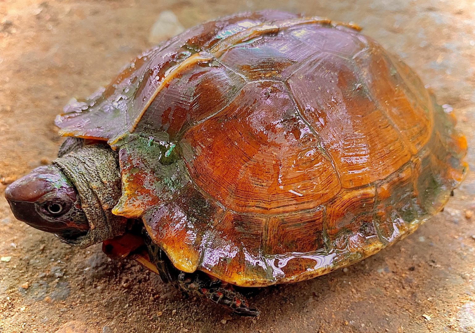 Sun Turtle / Kura Kura Matahari (Heosemys spinosa)