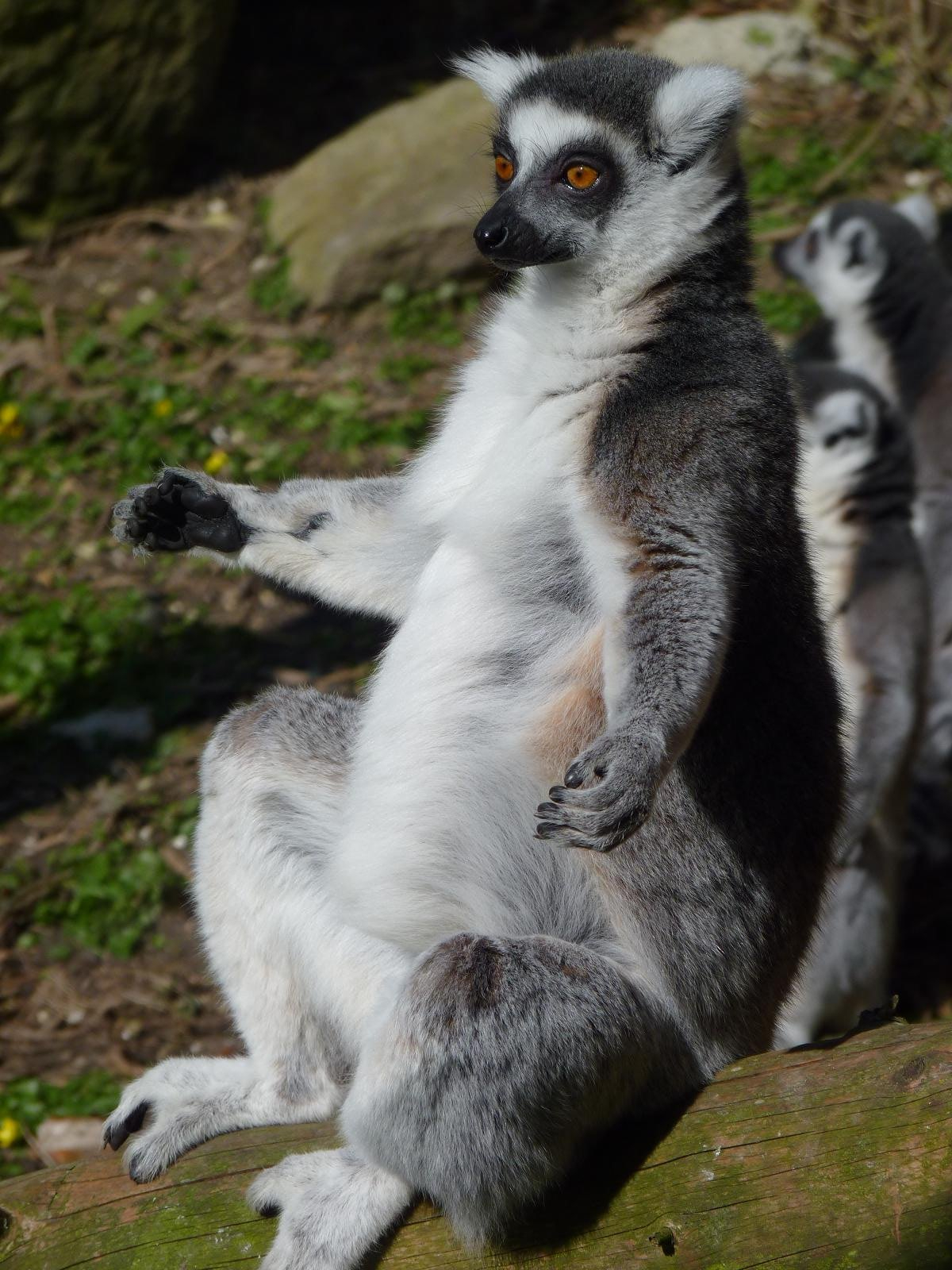 Sun-Worshipping Lemur
